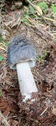 IMG_20250917_105551_641.thumb.jpg.dfab6f6b1da729f9d55e01df51747ea4.jpg