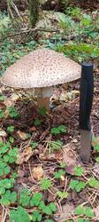 IMG_20250917_110942_441.thumb.jpg.0a88d4d76a927f7470f53f0849587aec.jpg