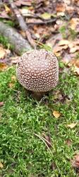 IMG_20250917_114051_334.thumb.jpg.a8d43a7c438a5b0c006b4e8f53dc6ffa.jpg