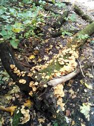 IMG_20250917_115746.thumb.jpg.d08d74d2d483e51ab806584f2f65d95d.jpg