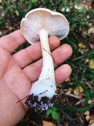 IMG_20250918_095351.thumb.jpg.6b7a99701d137938f893247017dd33fb.jpg