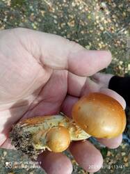 IMG_20250918_134144.jpg