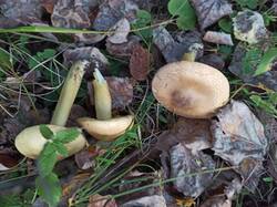 IMG_20250918_174726.jpg