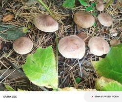 IMG_20250919_153316_666.jpg