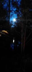 IMG_20250919_163939_086.thumb.jpg.4d43d9752f377decf34c07293aef429d.jpg