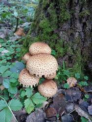 IMG_20250920_132159.jpg