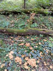 IMG_20250920_142705.jpg