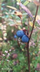IMG_20250921_105025.jpg