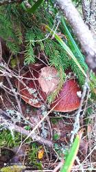 IMG_20250921_120640.jpg