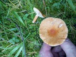 IMG_20250921_142721.thumb.jpg.7734d47983a23f0b152811d755bcbaf2.jpg