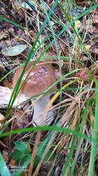IMG_20250923_141516.jpg