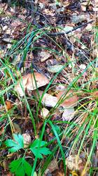 IMG_20250923_141520.jpg