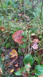 IMG_20250923_142644.jpg