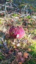 IMG_20250923_152534.jpg