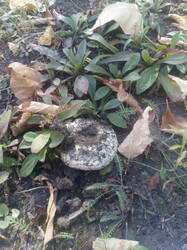 IMG_20250924_113742.thumb.jpg.6c2cbb1ce4e1eb87ad0a989723172280.jpg