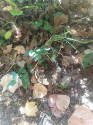 IMG_20250924_120119.thumb.jpg.39d700de6eef8abf83510fc0d4256401.jpg