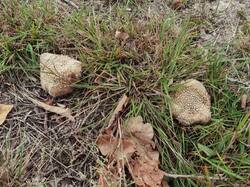 IMG_20250924_160312-01.thumb.jpeg.54d02f36855c734ef009c6ab5090ea44.jpeg