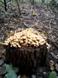 IMG_20250925_103126.thumb.jpg.7ee94b0e71e9b4f644bba7910cd52525.jpg
