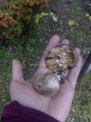 IMG_20250925_114606.thumb.jpg.2d6020cab56c0ec04664f19aa64f777b.jpg