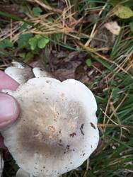 IMG_20250928_171204.jpg