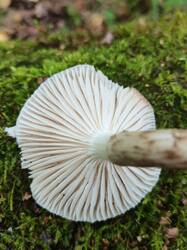 IMG_20250929_105655.thumb.jpg.a81d078b2608e11f66b2606a903f2d1f.jpg