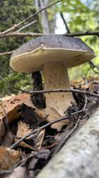IMG_2729.jpeg