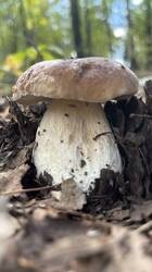 IMG_2730.jpeg