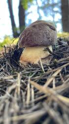 IMG_2747.jpeg