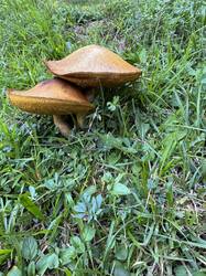 IMG_3779.jpeg