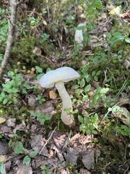 IMG_3808.jpeg