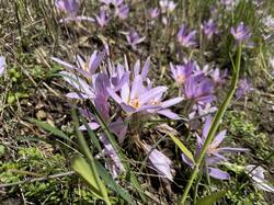 IMG_3932.jpeg