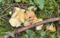 IMG_4002.jpeg