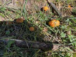 IMG_4060.jpeg