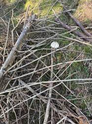 IMG_4061.jpeg