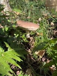IMG_4063.jpeg