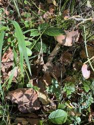 IMG_4066.jpeg