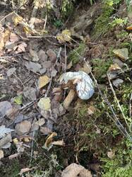 IMG_4070.jpeg