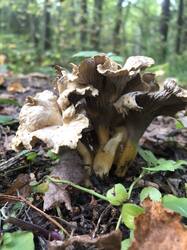IMG_4808.jpeg