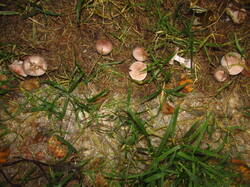 IMG_5231.thumb.JPG.cc6ace69ab42c65ff26e3c887e78c455.JPG