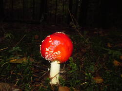 IMG_5256.thumb.JPG.7e6dc9dfe73f42abd2a8f81052f9fe26.JPG