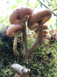 IMG_5459.jpeg