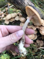 IMG_5488.jpeg