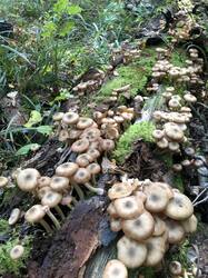 IMG_5530.jpeg