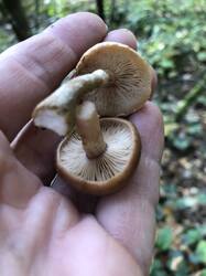IMG_5599.jpeg