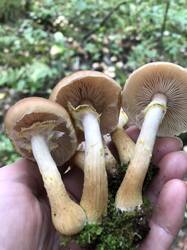 IMG_5709.jpeg