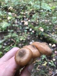 IMG_5710.jpeg