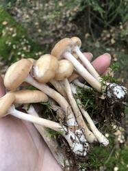 IMG_5717.jpeg