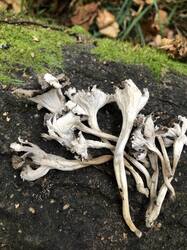 IMG_5721.jpeg