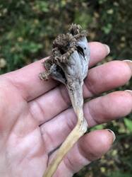 IMG_5740.jpeg