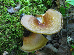 IMG_7558.jpg